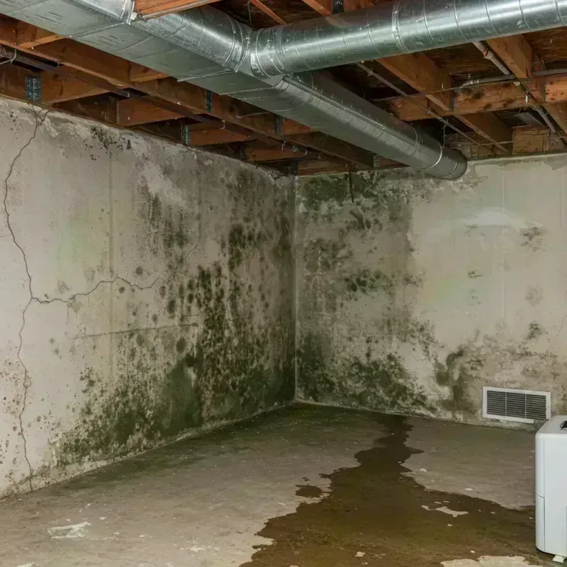 Professional Mold Removal in Meridian, TX